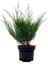 Yeşil Ardıç Juniperus Sabina Rockery Gem Saksıda 1
