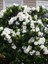 Bahçe Gardenyası Gardenia Jasminoides Radicans 20 40 cm Saksıda 1