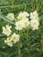 Sarı Zakkum Fidanı Nerium Oleander Yellow 60 80 cm Saksıda 1