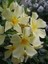 Sarı Zakkum Fidanı Nerium Oleander Yellow 60 80 cm Saksıda 2