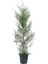Leylandi Fidanı Cupressocyparıs Leylandii 1