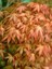 Akçaağaç Kırmızı Kenarlı Acer Palmatum Katsura 120 cm 3 Yaş Saksıda 1