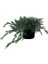 Yayılıcı Mavi Ardıç Juniperus Squamata Blue Carpet 20 40 cm 1