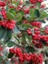 Dağ Muşmulası Cotoneaster Lacteus 40 60 cm 1