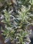 Gümüşi Taflan Fidanı Euonymus Japonicus Microphyllus Variegata 20 40 cm 1