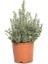 Gümüşi Taflan Fidanı Euonymus Japonicus Microphyllus Variegata 20 40 cm 2