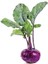 Mor Alabaş Tohumu Kohlrabi Paketli 1 Gram 1