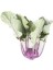 Mor Alabaş Tohumu Kohlrabi Paketli 1 Gram 2