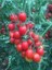 Domates Tohumu Kokteyl 10 Adet Paketli 2
