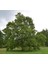 Batı Çınarı Fidanı Platanus Occidentalis 1