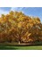 Batı Çınarı Fidanı Platanus Occidentalis 2