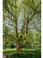 Batı Çınarı Fidanı Platanus Occidentalis 3