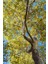 Batı Çınarı Fidanı Platanus Occidentalis 4