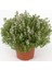 Istanbul Kekiği - Origanum Vulgare Subsp Hirtum 1