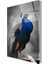 Tavuskuşu Cam Tablo 2 50 x 70 cm cm 1