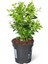 Yeşil Yapraklı Şimşir Buxus Sempervirens Arborescens 20 40 cm Saksıda 1