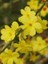 Yasemin Fidanı Sarı Jasminum Nudiflorum 1