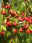 Aşısız Kızılcık Fidanı Cornus Mas Saksıda 1