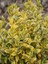 Altuni Taflan Fidanı Euonymus Emerald Gaiety Saksıda 1