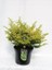 Ilex Crenata Golden Gem 1