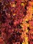 Amerikan Sarmaşığı Fidanı Parthenocissus Quinquefolia 60 80 cm Saksıda 1