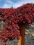 Amerikan Sarmaşığı Fidanı Parthenocissus Quinquefolia 60 80 cm Saksıda 2