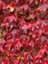 Amerikan Sarmaşığı Parthenocissus Tricuspidata Veitchii 60 80 cm Saksıda 1