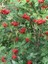 Üvez Fidanı Kuş Üvezi Sorbus Aucuparia 120 cm Saksıda 1