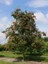 Üvez Fidanı Kuş Üvezi Sorbus Aucuparia 120 cm Saksıda 2