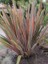 Yeni Zelanda Keteni Pembe Çizgili Phormium Tenax Sundowner 20 cm Saksıda 1