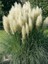 Saz Püskülü Pampas Otu Cortaderia Selloana Pumila Saksıda 1