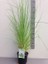 Saz Püskülü Pampas Otu Cortaderia Selloana Pumila Saksıda 2
