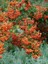 Ateş Dikeni Fidanı Bodur Turuncu Pyracantha Orange Glow Saksıda 1