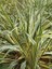 Yeni Zelanda Keteni Sarı Çizgili Phormium Cookianum Tricolor 100 cm Saksıda 1