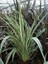 Yeni Zelanda Keteni Sarı Çizgili Phormium Cookianum Tricolor 100 cm Saksıda 2