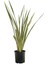 Yeni Zelanda Keteni Sarı Çizgili Phormium Cookianum Tricolor 100 cm Saksıda 3
