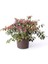 Rüya Çiçeği Bordo Yeşil Yapraklı Loropetalum Chinense Burgundy 40 cm Saksıda 2