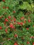 Herdem Yeşil Dağ Muşmulası Cotoneaster Dammeri Coral Beauty Saksıda 1