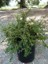 Herdem Yeşil Dağ Muşmulası Cotoneaster Dammeri Coral Beauty Saksıda 2