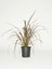 Yeni Zelanda Keteni Bodur Phormium Tenax Bronze Baby 40 cm Saksıda 1