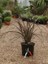 Yeni Zelanda Keteni Bodur Phormium Tenax Bronze Baby 40 cm Saksıda 2