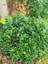 Yıldız Çalısı Pittosporum Tobira 20-40 cm 1