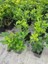 Yıldız Çalısı Pittosporum Tobira 20-40 cm 2