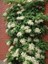 Sarmaşık Ortanca Hydrangea Anomale Petiolaris Ithal 1