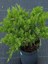 Sabin Andıcı Juniperus Sabina Tamariscifolia Saksıda 2