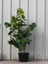 Leylak Fidanı Syringa Chinensis 20 30 cm 2