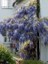 Mor Salkım Fidanı Kokulu Wisteria Sinensis 120 cm 1