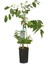 Mor Salkım Fidanı Kokulu Wisteria Sinensis 120 cm 2