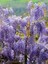 Mor Salkım Fidanı Kokulu Wisteria Sinensis 120 cm 3
