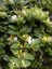 Kokulu Hanımeli Fidanı Lonicera Japonica 100 cm Saksıda 1